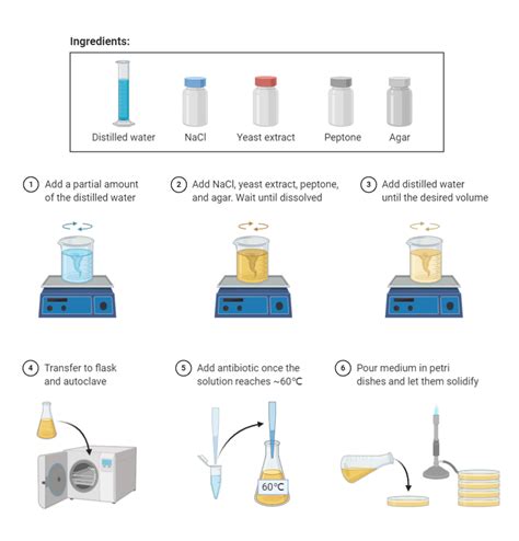 Preparation of LB liquid medium 